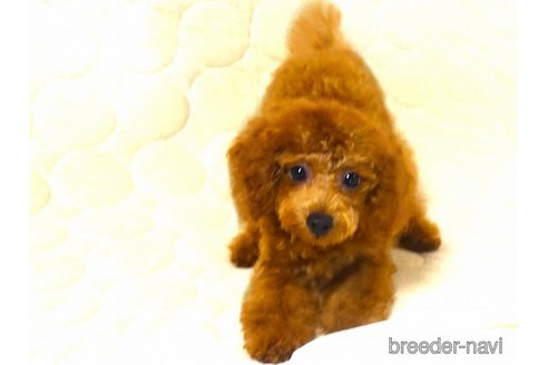 成約済の熊本県のトイプードル-250715の3枚目